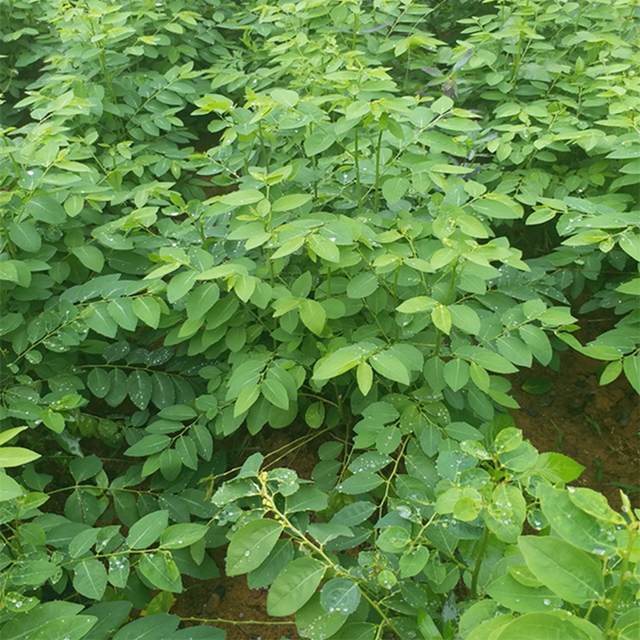 Ăn nắm rau n&agrave;y "bổ ngang thịt b&ograve;", ở qu&ecirc; mọc um t&ugrave;m nhiều người kh&ocirc;ng biết m&agrave; ăn - Ảnh 3.