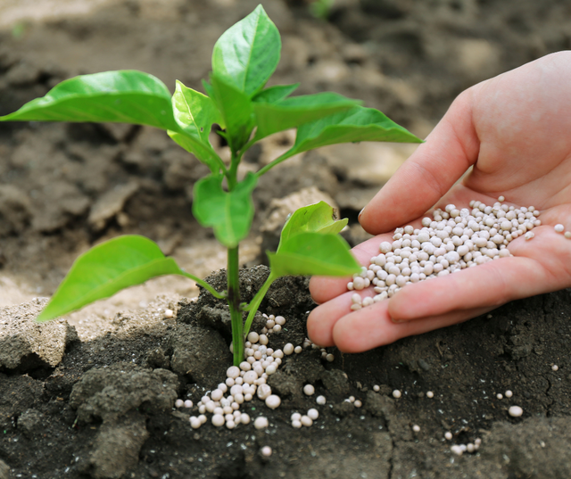 GROW MAX NPK 8000 &ndash; Giải Ph&aacute;p Tối Ưu Quang Hợp, Đẩy Nhanh Tiến Độ Kiến Thiết T&aacute;n C&acirc;y - Ảnh 2.