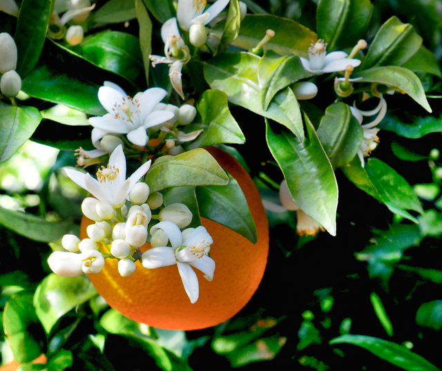 B&iacute; Quyết Đ&aacute;nh Thức "Mắt Ngủ" Mầm Hoa: Giải Ph&aacute;p Chống Nghẹn B&ocirc;ng Khi Thời Tiết Bất Lợi - Ảnh 2.