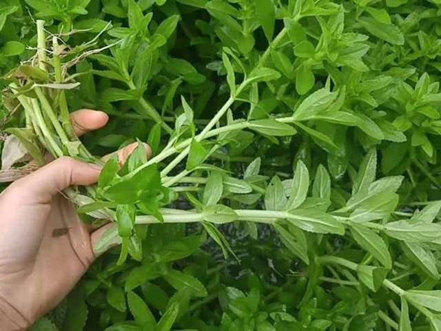2 loại rau quen thuộc dễ l&agrave; "ổ k&yacute; sinh tr&ugrave;ng" ẩn n&aacute;u, nhất c&aacute;i số 1 rất quen thuộc - Ảnh 2.