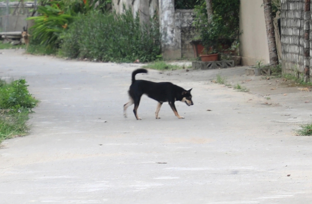 Bị ch&oacute; dại cắn, kh&ocirc;ng ti&ecirc;m ph&ograve;ng, người đ&agrave;n &ocirc;ng 69 tuổi tử vong - Ảnh 2.