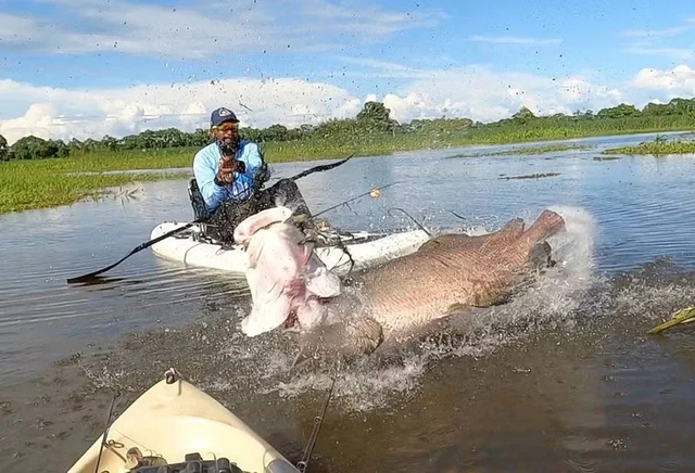 Cần thủ câu được con cá khổng lồ nặng 60kg, dài 2 mét - Ảnh 1.