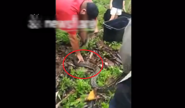 Đi ra vườn, người đ&agrave;n &ocirc;ng ph&aacute;t hiện cảnh tượng "nổi da g&agrave;" - Ảnh 1.