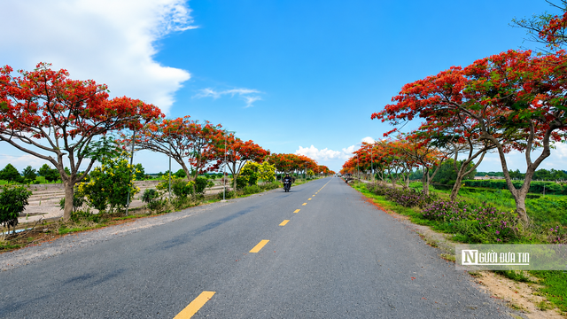 H&agrave;ng trăm c&acirc;y phượng nở đỏ rực, biến tuyến đường qu&ecirc; th&agrave;nh điểm check-in h&uacute;t kh&aacute;ch - Ảnh 2.