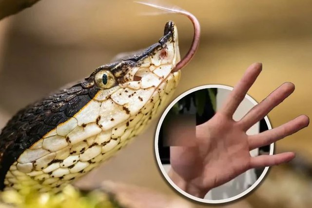 Dùng tay đút thức ăn cho rắn, người đàn ông nhận hậu quả "không thể ngờ"- Ảnh 1. Dùng tay đút thức ăn cho rắn, người đàn ông nhận hậu quả "không thể ngờ"- Ảnh 1.