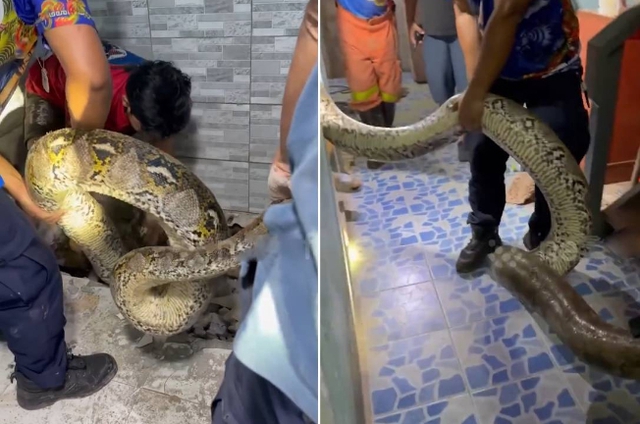 Bắt sống trăn khổng lồ dài 5 mét, nặng 30kg ẩn nấp trong ký túc xá - Ảnh 1.