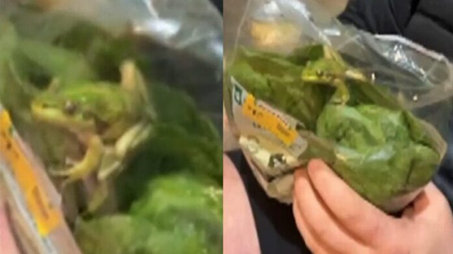 Túi salad bất ngờ "động đậy", người đàn ông hoảng hốt thấy thứ đáng sợ bên trong - Ảnh 1.