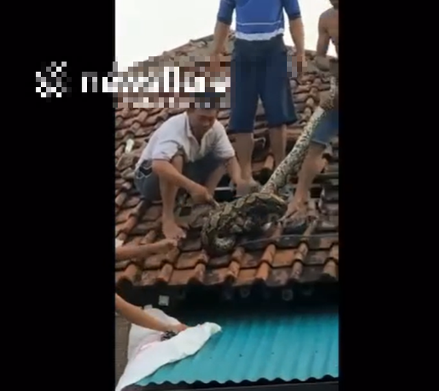 Nhìn lên mái nhà, người dân phát hiện cảnh tượng "nổi da gà", cả xóm ùn ùn kéo đến xem - Ảnh 1.