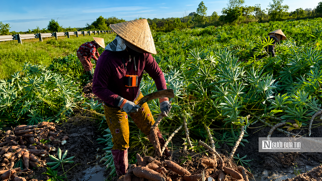 Theo chân người dân Tây Ninh vào mùa thu hoạch khoai mì- Ảnh 8.