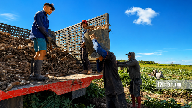 Theo chân người dân Tây Ninh vào mùa thu hoạch khoai mì- Ảnh 11.