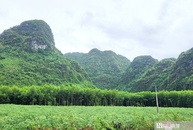 B&iacute; quyết nu&ocirc;i ong mật ở v&ugrave;ng đệm VQG Phong Nha &ndash; Kẻ B&agrave;ng cho thu nhập h&agrave;ng tỷ đồng mỗi năm- Ảnh 1.