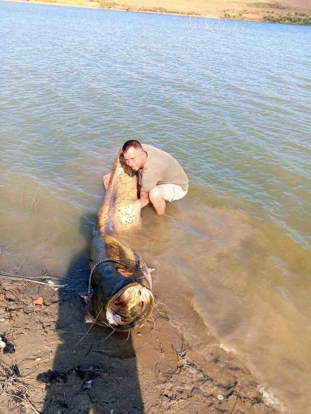Ngư dân câu được con cá trê khổng lồ dài 2,57m, nặng 157 kg trên sông - Ảnh 2.