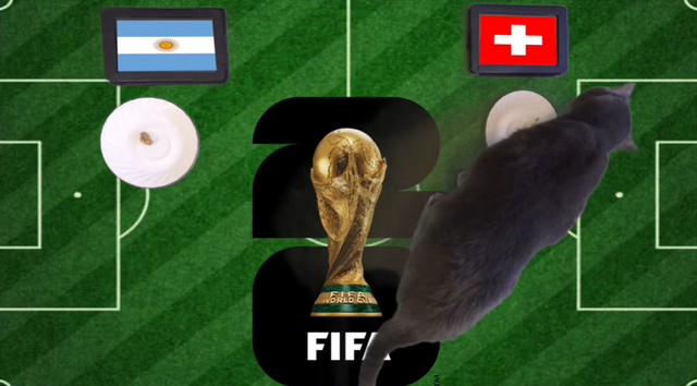 Mèo "tiên tri" dự đoán kết quả trận Argentina vs Thụy Sĩ: Liệu có kỳ tích? - Ảnh 1.