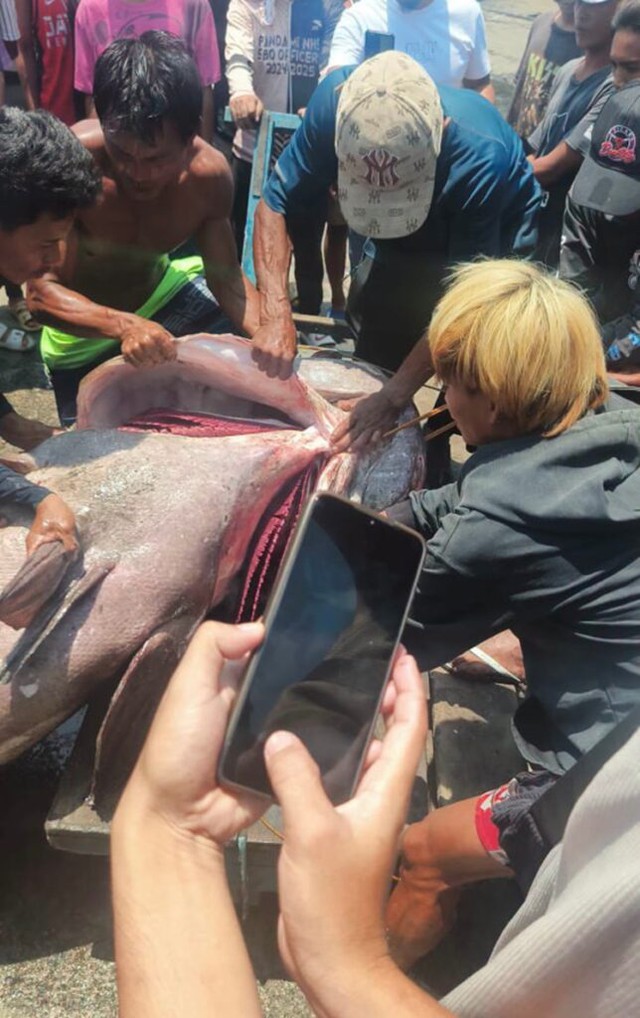 Ngư dân câu được cá mú khổng lồ nặng 100kg trên biển - Ảnh 3.