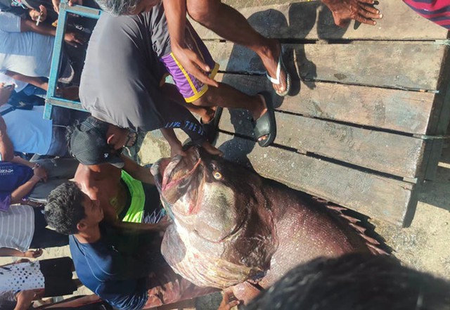 Ngư dân câu được cá mú khổng lồ nặng 100kg trên biển - Ảnh 2.