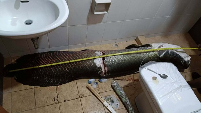 Cá hải tượng long khổng lồ gần 3 tỷ đồng "mất tích bí ẩn", chủ nhân sốc khi biết thủ phạm - Ảnh 2.