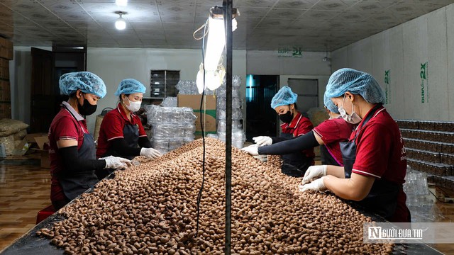 Hạt điều Việt và cuộc chuyển mình khỏi "lời nguyền gia công" - Kỳ cuối: Khẳng định thương hiệu để bước lên nấc thang giá trị cao - Ảnh 1.