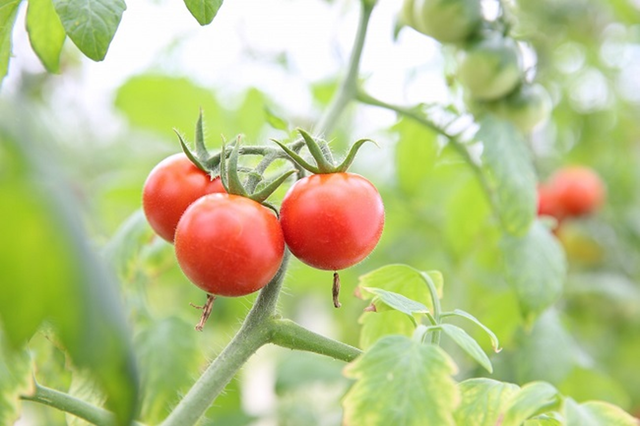 Mỹ đánh giá là loại quả "tốt nhất thế giới", Việt Nam bán đầy chợ nhưng ít người biết giá trị thật - Ảnh 1.