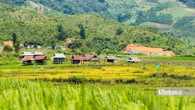Vì sao người Tà Rẻ treo đầu trâu trên mái nhà rông? - Ảnh 5.