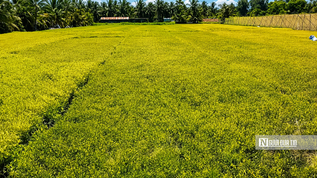Rau màu bất ngờ cháy lá, vàng đọt, nông dân Đồng Tháp mất ăn, mất ngủ- Ảnh 1.