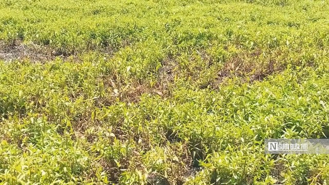 Rau màu bất ngờ cháy lá, vàng đọt, nông dân Đồng Tháp mất ăn, mất ngủ- Ảnh 5.