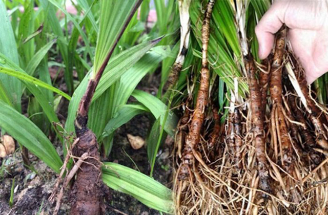 Loài cây dại mọc bờ rào xưa không ai "ngó", nay nửa triệu đồng/kg vẫn có người mua - Ảnh 1.