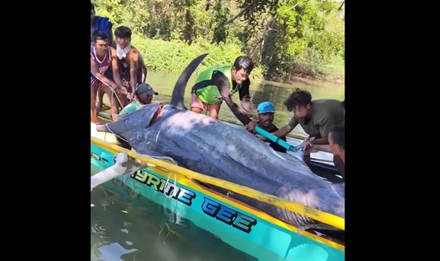 Cần thủ câu được con cá cờ xanh khổng lồ nặng 500kg trên sông - Ảnh 1.