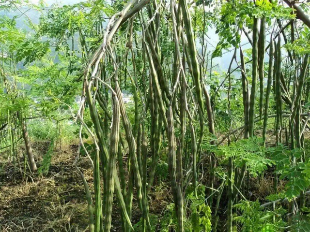 Tưởng l&agrave; c&acirc;y dại ở Việt Nam, h&oacute;a ra nước ngo&agrave;i săn l&ugrave;ng như "c&acirc;y v&agrave;ng", hạt b&aacute;n tiền triệu mỗi kg - Ảnh 1.
