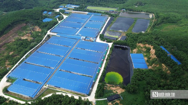 Một xã ở Thanh Hóa "gánh" 7 trại lợn, người dân sống khổ vì mùi hôi- Ảnh 1.
