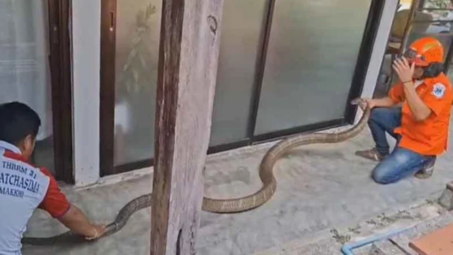 Đang ở trong nhà, người dân phát hiện cảnh tượng "nổi da gà" ngoài sân - Ảnh 1.