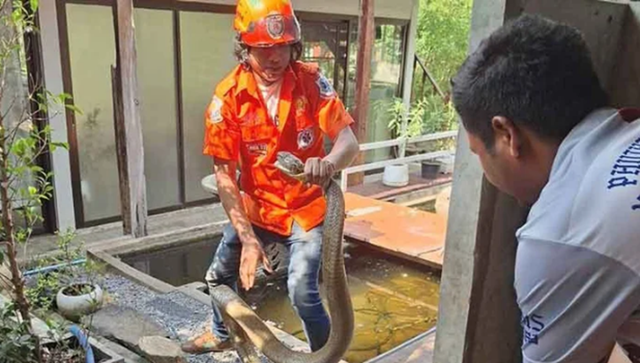 Đang ở trong nhà, người dân phát hiện cảnh tượng "nổi da gà" ngoài sân - Ảnh 2.