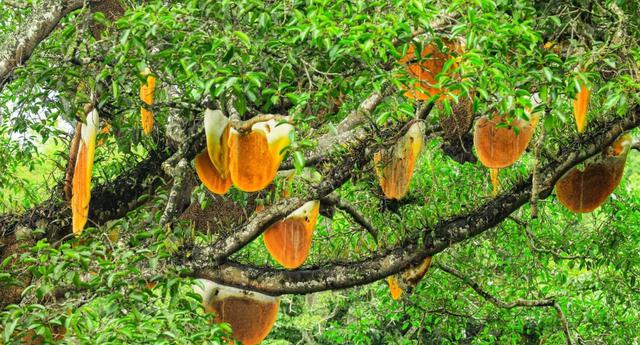 Hiện tượng lạ trên cây sung cổ thụ, khách du lịch nườm nượp kéo đến xem - Ảnh 1.