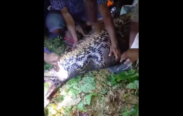 Mổ bụng trăn dài 6,9 mét, dân làng sốc nặng khi thấy thứ bên trong - Ảnh 1.