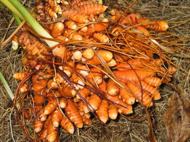 Các loại thực phẩm giúp làm sạch cơ thể tự nhiên - Ảnh 3.