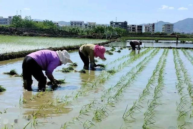 Xem mắt tại ruộng lúa, cô gái nói một câu khiến đàng trai "sốc nặng" - Ảnh 1.