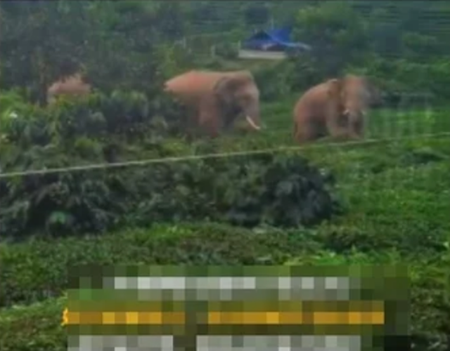 Đang ở nh&agrave;, người phụ nữ chết lặng khi thấy cảnh tượng "đ&aacute;ng sợ" ngay trước cổng - Ảnh 2.