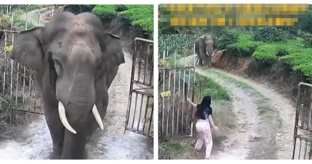 Đang ở nh&agrave;, người phụ nữ chết lặng khi thấy cảnh tượng "đ&aacute;ng sợ" ngay trước cổng - Ảnh 1.