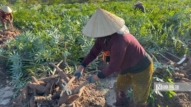 Khoai mì "trúng mùa, trúng giá", nông dân Tây Ninh thu lãi lớn - Ảnh 2.