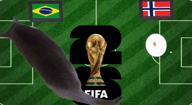 Mèo "tiên tri" dự đoán thế nào về trận cầu kinh điển giữa Brazil và Na Uy? - Ảnh 1.
