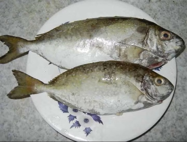 Loại c&aacute; thịt ngọt, dai lại &iacute;t tanh, đặc sản nhiều người ưa th&iacute;ch - Ảnh 1.