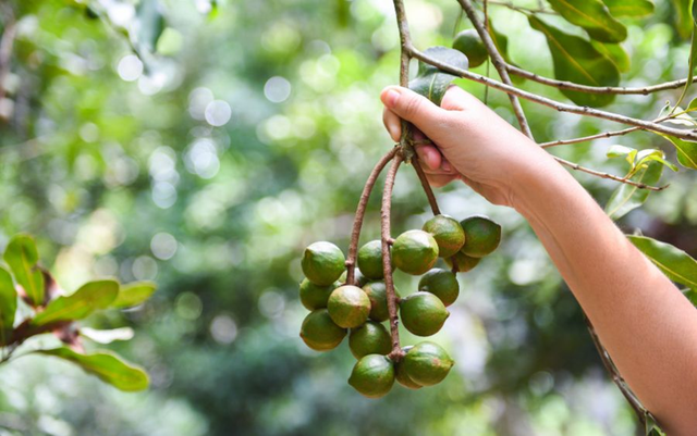 Loại hạt đắt đỏ "bậc nhất thế giới", ở Việt Nam trồng bạt ng&agrave;n - Ảnh 2.
