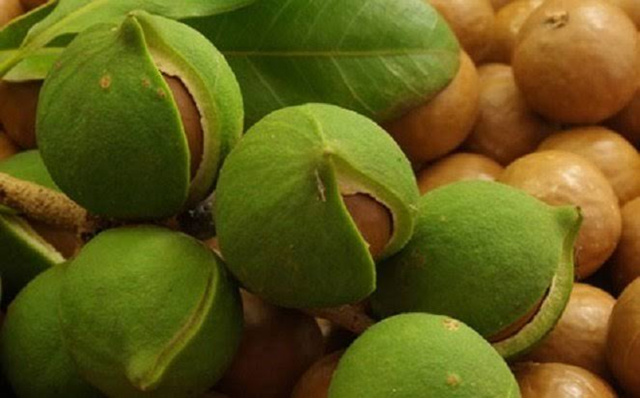 Loại hạt đắt đỏ "bậc nhất thế giới", ở Việt Nam trồng bạt ng&agrave;n - Ảnh 1.