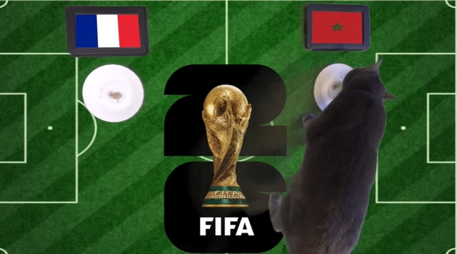 Mèo "tiên tri" dự đoán kết quả trận Pháp vs Morocco: Lựa chọn gây sốc - Ảnh 1.