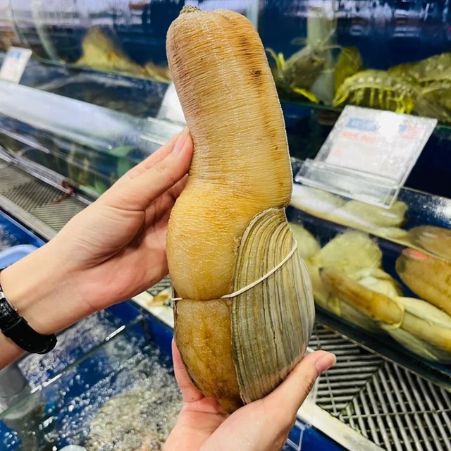 Loài ốc có tên nghe lạ tai và hình dáng đặc biệt, gây chú ý nhờ phần thịt giòn ngọt - Ảnh 1.