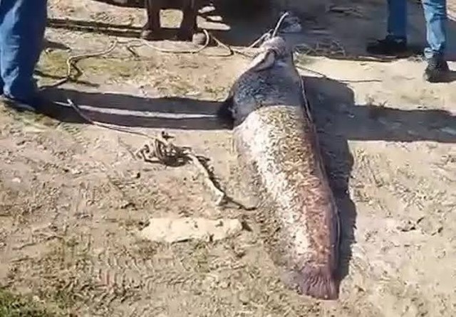 Ngư dân câu được con cá trê khổng lồ dài 1,9 mét, nặng 78kg trên sông - Ảnh 1.