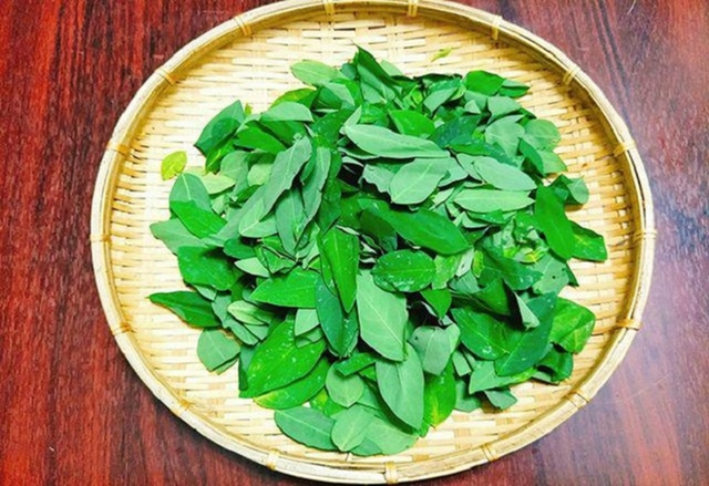 Loại rau từng được trồng l&agrave;m h&agrave;ng r&agrave;o, kh&ocirc;ng ngờ được v&iacute; như "c&acirc;y thuốc" - Ảnh 2.