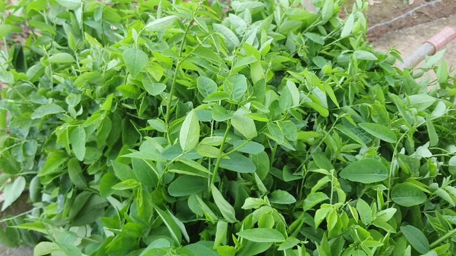 Loại rau từng được trồng l&agrave;m h&agrave;ng r&agrave;o, kh&ocirc;ng ngờ được v&iacute; như "c&acirc;y thuốc" - Ảnh 1.