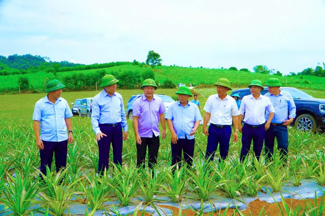 Nghệ An: Phát triển vùng nguyên liệu dứa và những chính sách hỗ trợ - Ảnh 1.