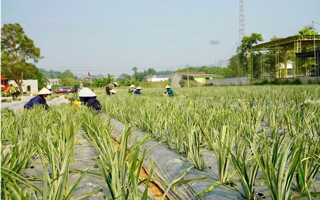 Nghệ An: Phát triển vùng nguyên liệu dứa và những chính sách hỗ trợ - Ảnh 2.