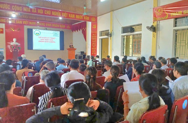 Nghệ An: Phát triển vùng nguyên liệu dứa và những chính sách hỗ trợ - Ảnh 3.